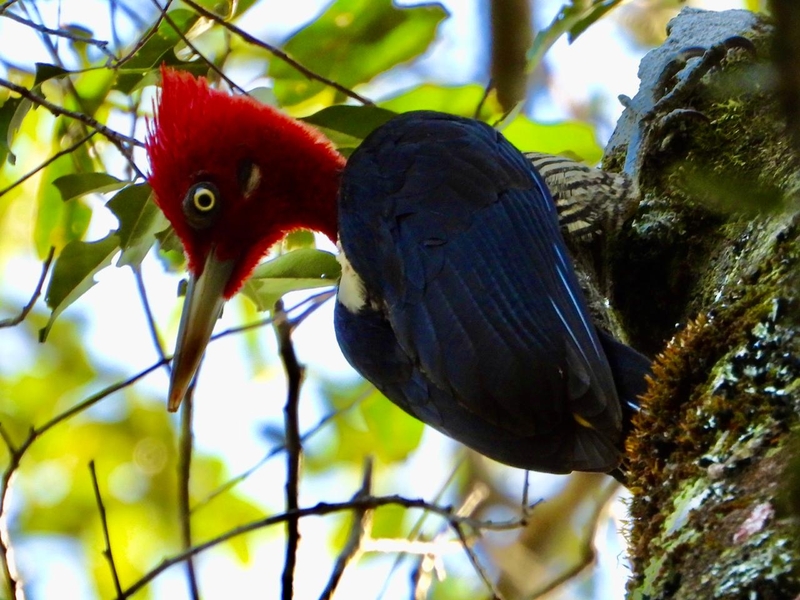 Pica Pau Rei Ã© registrado em expediÃ§Ã£o de Birdwatching no VPA